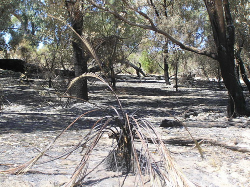 zamia one week after bushfire by ClareSnow.