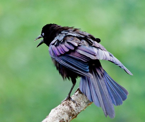 common grackle bird. Tagged with common, grackle