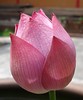 A budding lotus flower