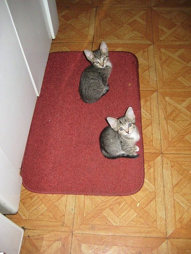 lil kitties on a mat