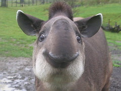 Brazilian Tapir at Longleat