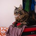 kazoo loves to sit on visitor's suitcases & bags