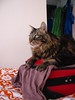 kazoo loves to sit on visitor's suitcases & bags