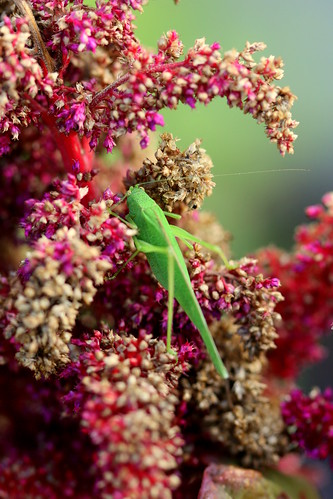 amaranth and grasshopper
