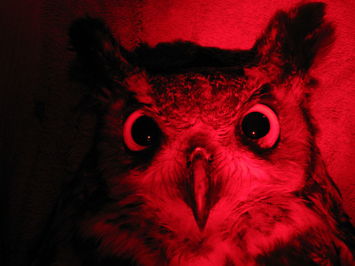 Owl in the red