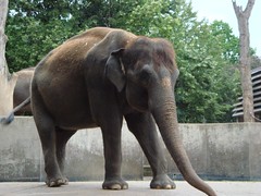 Wilhelma Elefant