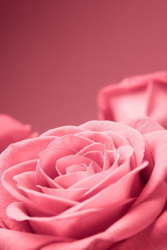 pink rose flower background. Pink roses close-up on the red