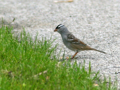 White-crowned Sparrow 20100515