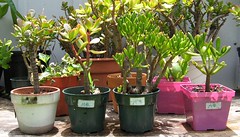 Jade Plant Experiment