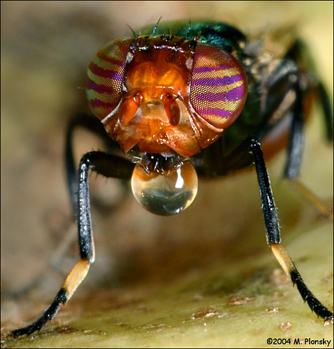 Pictures Of Fruit Flies. Fruit Fly Bubble Blower