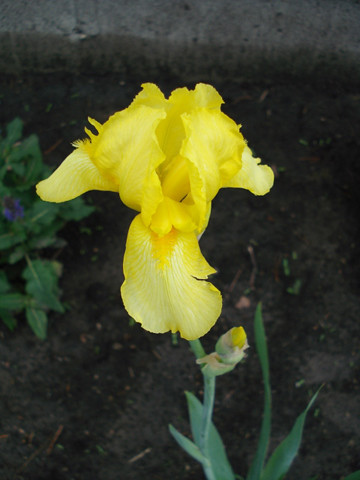 Iris - awesome! (even better than a lily)