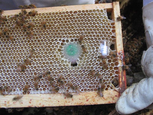 Beekeeping 2440