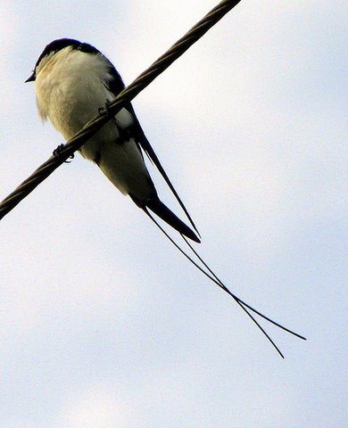Wire tailed Swallow on the wire