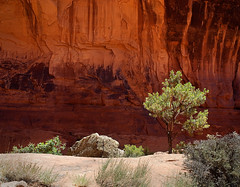 Desert varnish on a cliff face. Also, a tree, with no desert varnish on the tree. Photo courtesy Brent Pearson.