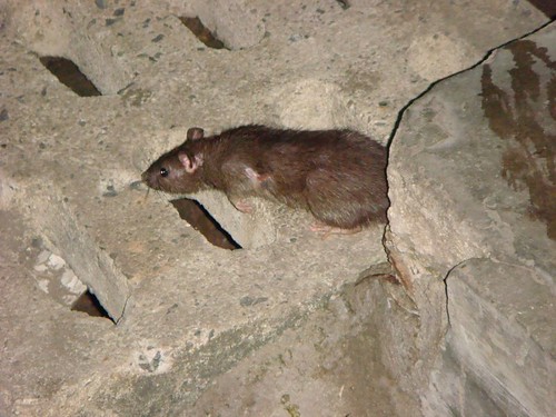 Rats in Nagoya, Batam Island, Indonesia