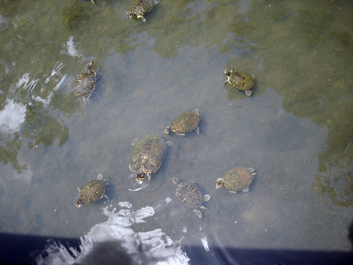 Turtles in swamp on UL Lafayette campus