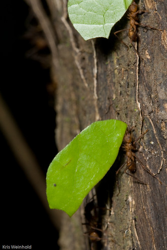 Amazon Leaf Cutter Ants