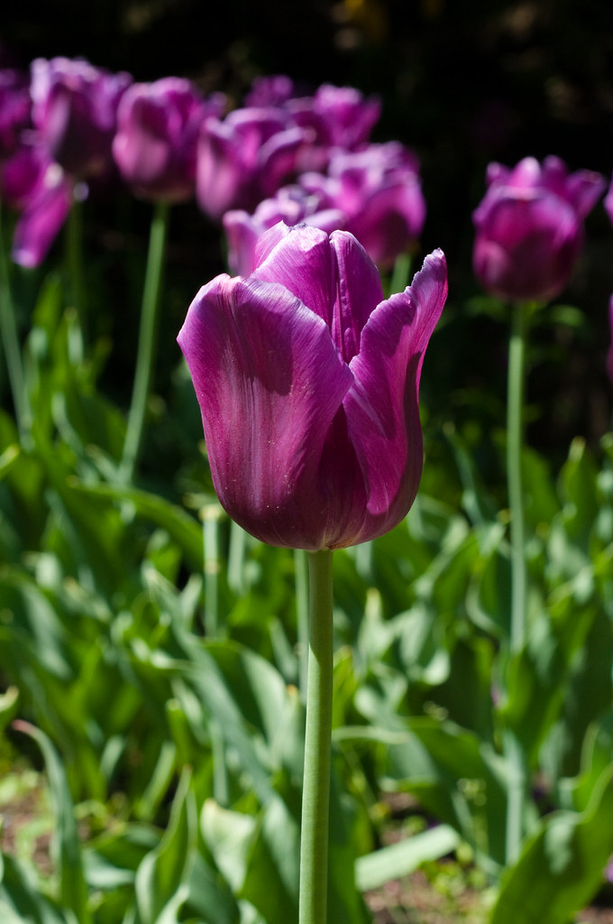 single purple tulip