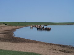 Horses and lake