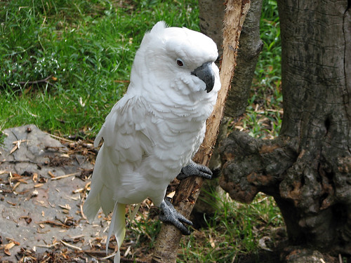 White-crested Cockatoo