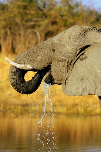 ELEPHANT IN BOTSWANA