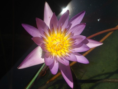 a purple water lily