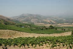 Sicily vineyard landscape view