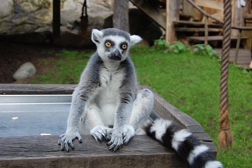Ring-tailed lemurs at skansen