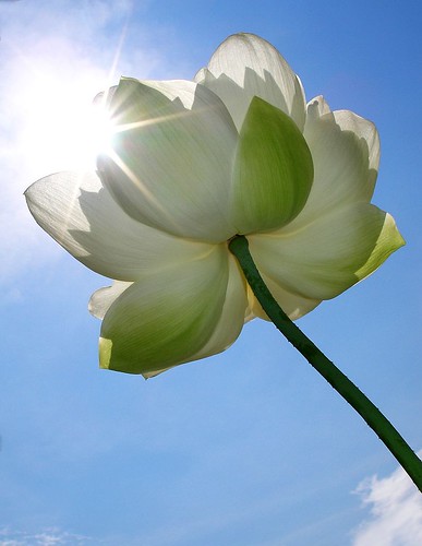 Sunshine and a Lotus