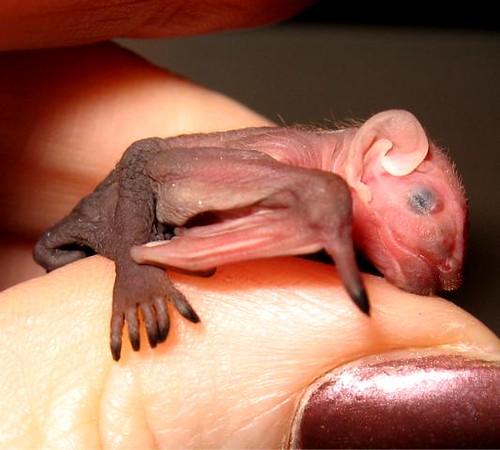 tiny baby bat! much cuteness
