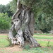 olive tree twisted 2
