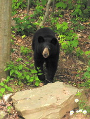 Black Bear at Aerie, July 4, 2007