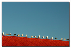 Gulls on a Roof