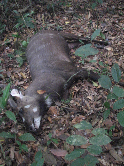 A dead Sitatunga in the Lomami-Lualaba forest