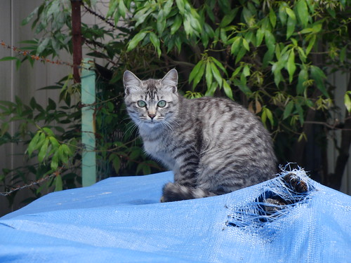 Today's Cat@2010-05-14