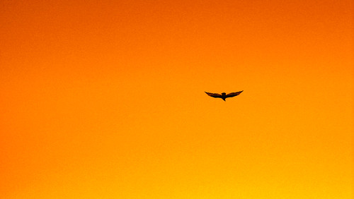 FREEDOM by Luz Adriana Villa A., on Flickr