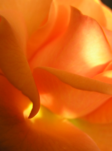 high resolution rose flower images