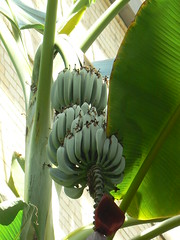 Bananas at US Botanic Garden