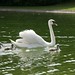 Mama Swan and babies