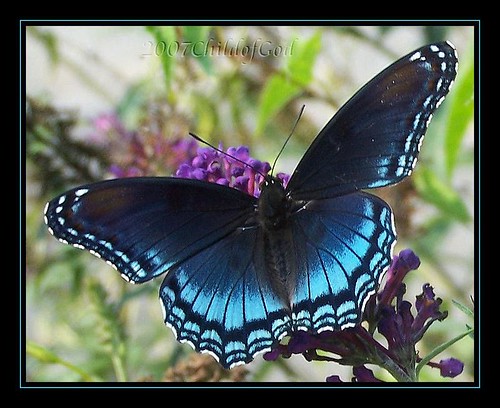 Blue Butterfly by childofGOD / Beckie.