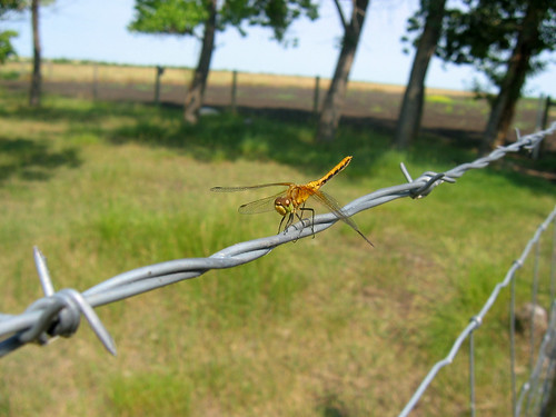 barbed wire tightrope