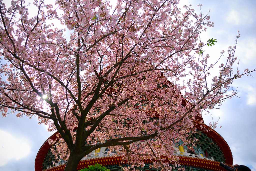 天元宮盛開櫻花
