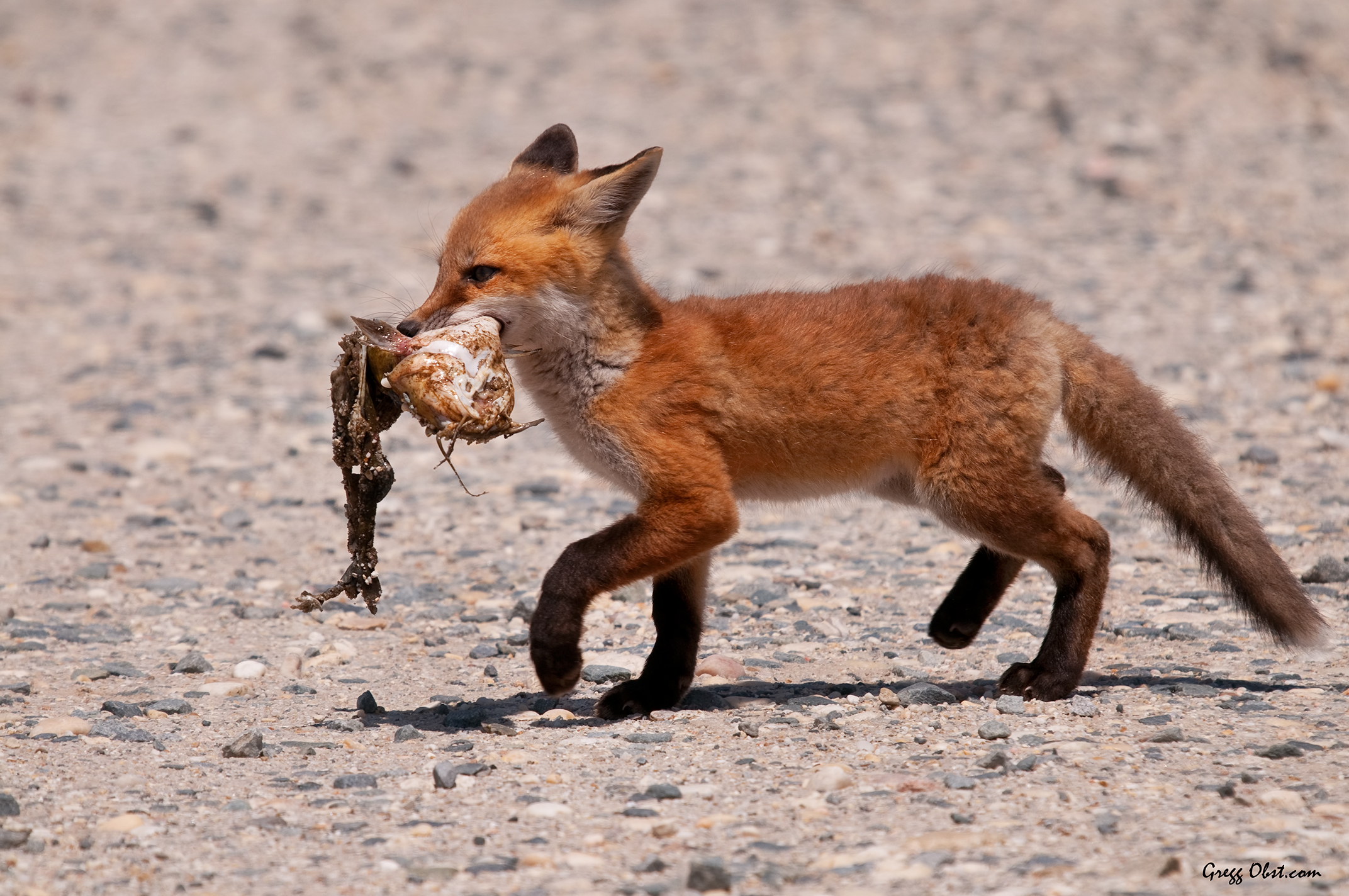 What do foxes eat?