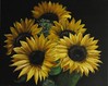Oil on canvas, Sunflowers