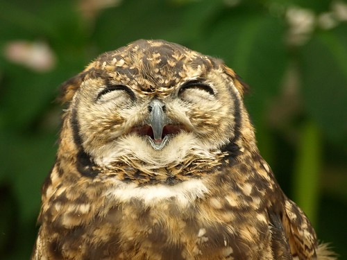 owl's smile!! :)
