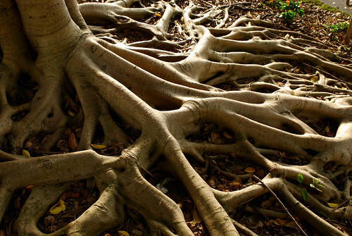 Twisted roots and intricate gnarls