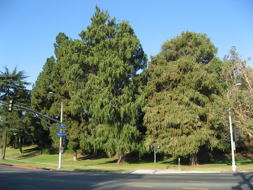 Cedar Trees