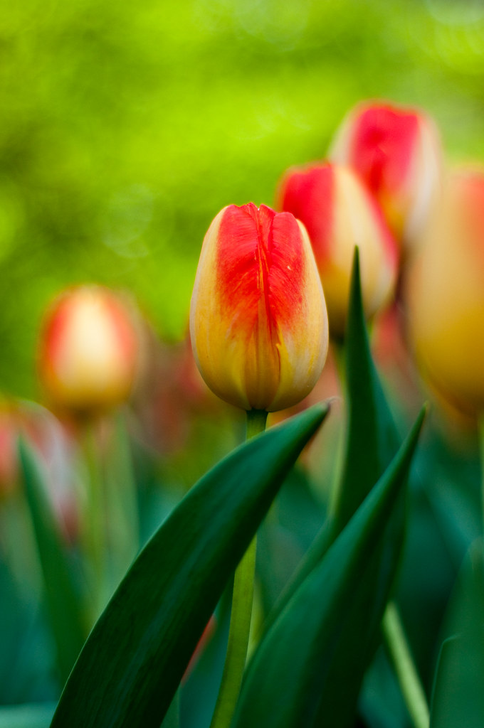 leafy yellow and red tulip