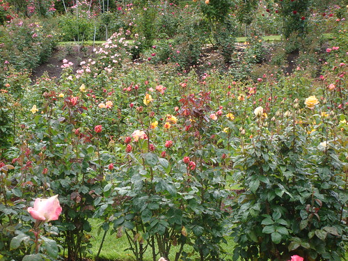 Rose Test Garden