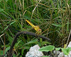 Dragonfly at Muang Boran Fishponds